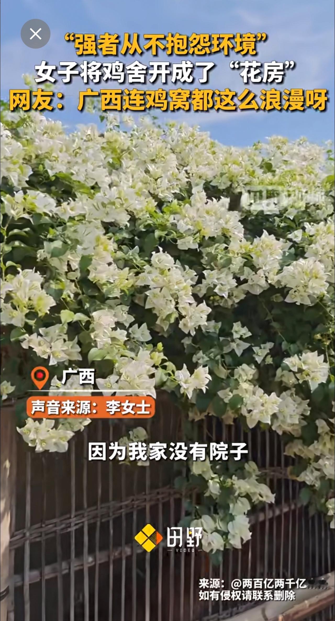 “强者从不抱怨环境”，女子将鸡舍开成了“花房”，网友：广西连鸡窝都这么浪漫呀。