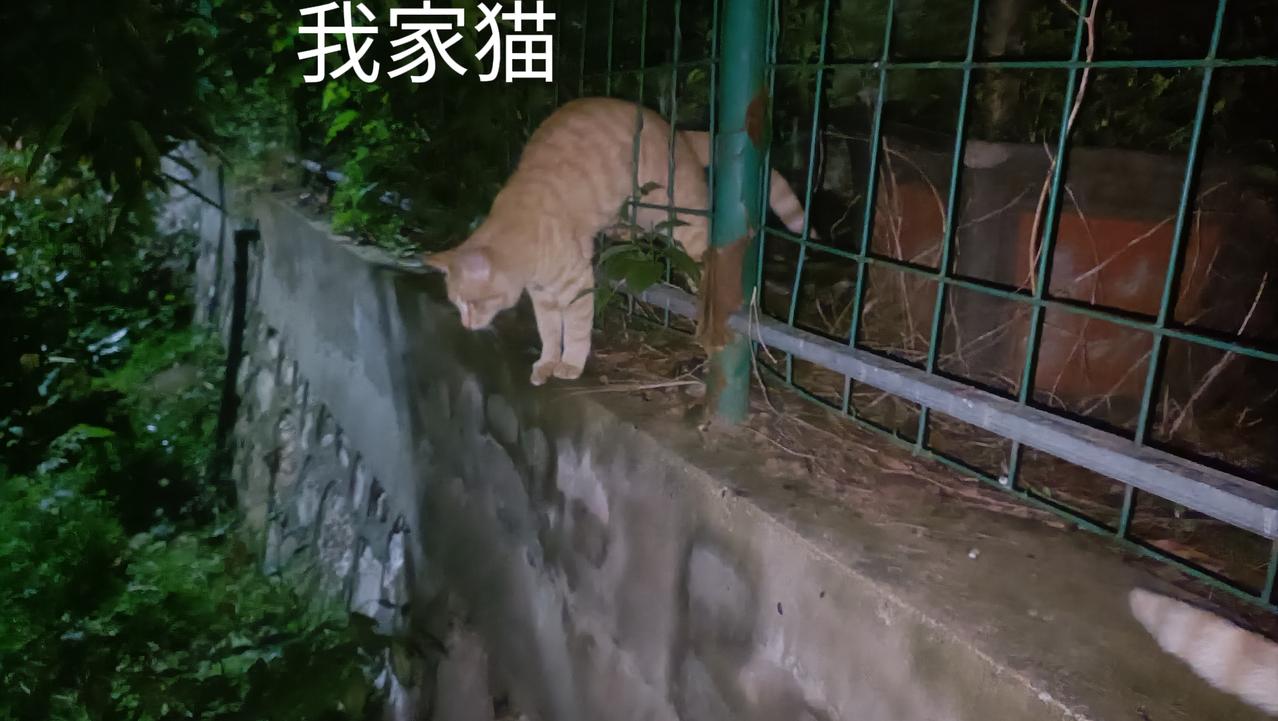 我散养的小猫也在垃圾站玩耍，我是先喂饱了自家猫再去喂流浪猫，就是怕它们会因争抢食