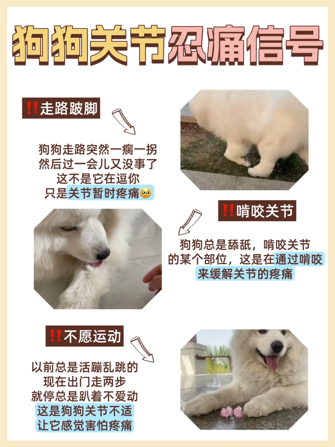 狗狗关节要警惕‼一篇教你如何养护⚠