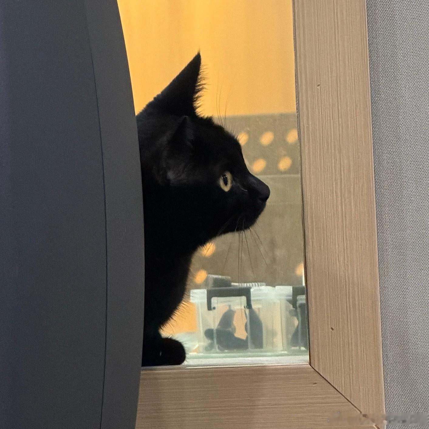 录音棚的小黑猫！笑死我了一张大美女一张大蝙蝠