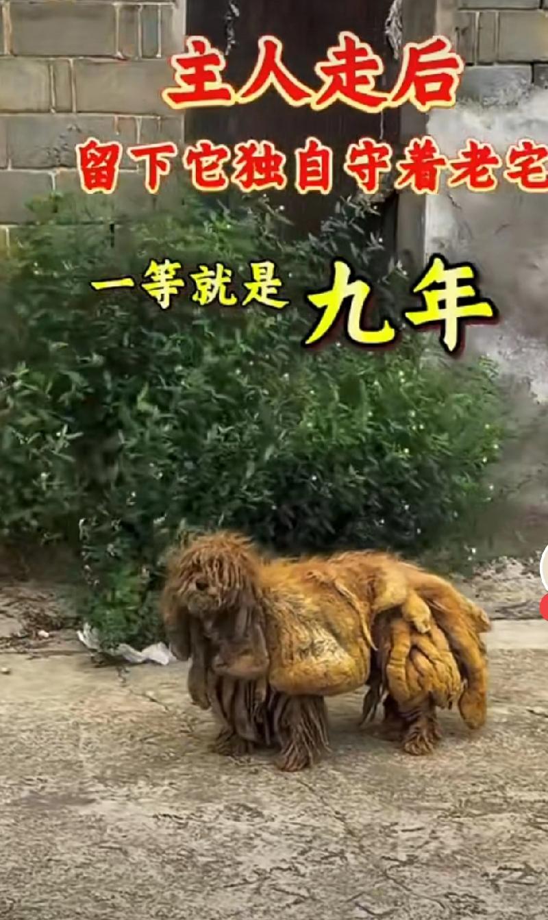 一只狗在主人房前守了九年，警察都看不下去了一只毛孩子狗，主人离世，一直在主人