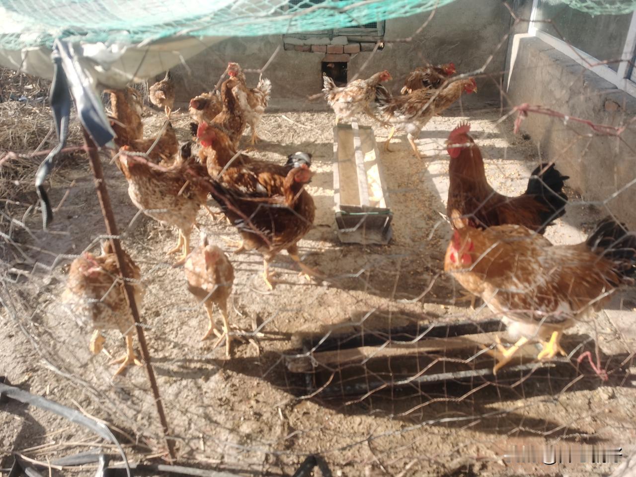 冬日生活打卡季冬天来了。这些餐桌上的美食也快上桌了[呲牙笑]