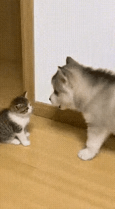 这狗可真“狗”啊！当面一套背后一套。这狗正跟小猫吼叫，欺负人家小猫，当猫妈妈出