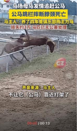 心疼公马3秒钟。安徽六安一马场里，一匹发情的母马想接近一匹公马。公马却不想让那