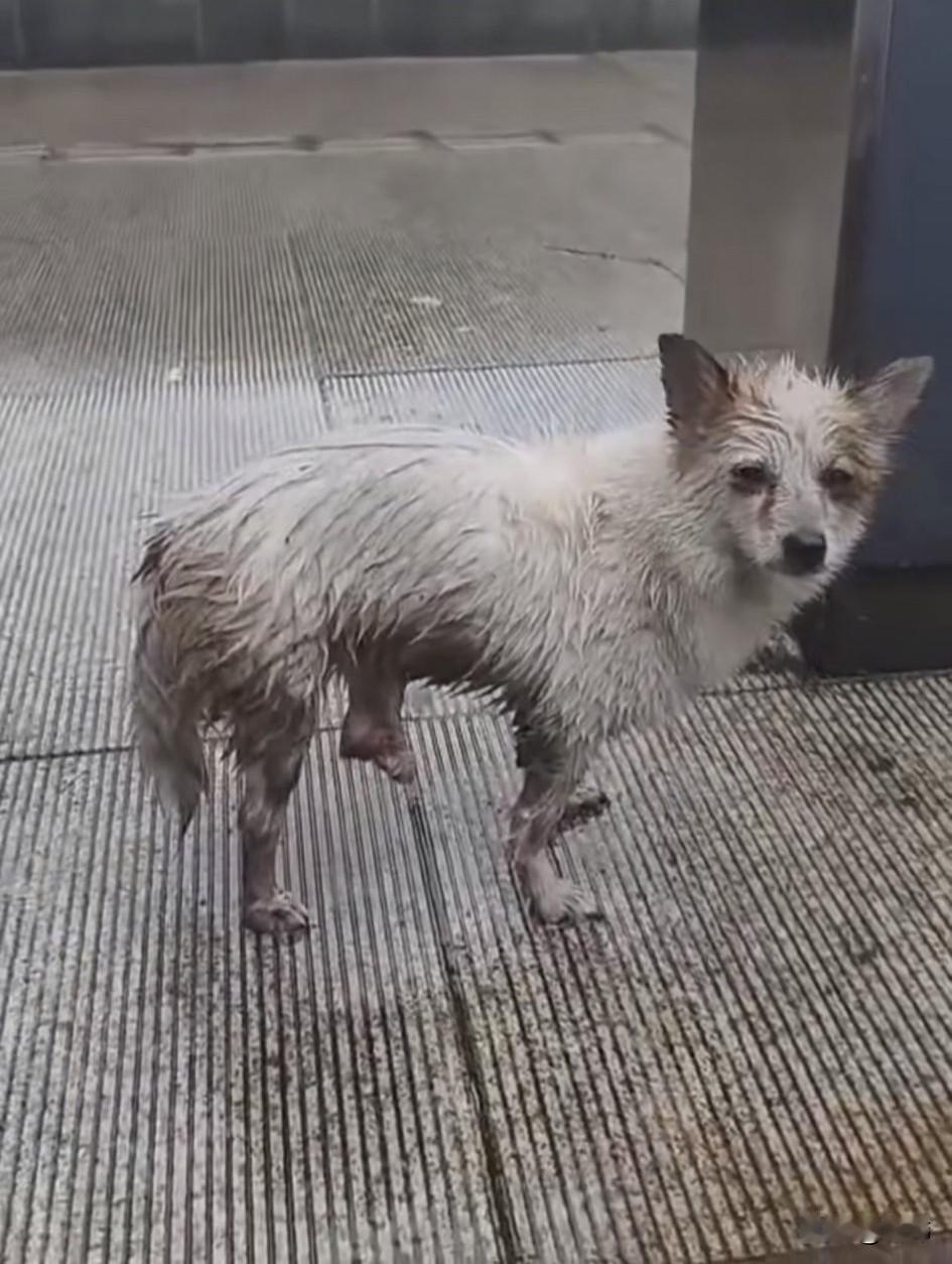 泪目了！这天一位小哥哥下班回家，当他走到一个公交站牌附近的时候，看到了无比凄惨的