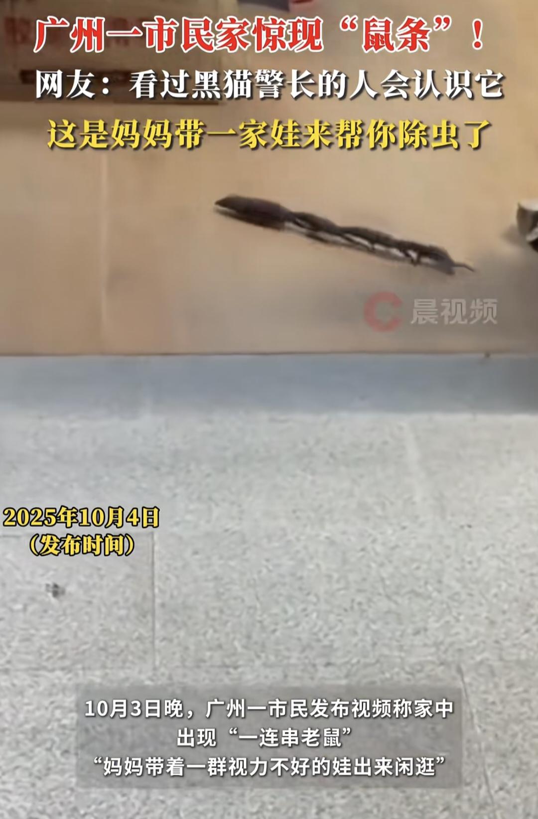 广州深夜惊现“鼠条高铁”！10月3号晚上，广州一位市民正窝在沙发啃瓜，突然——客