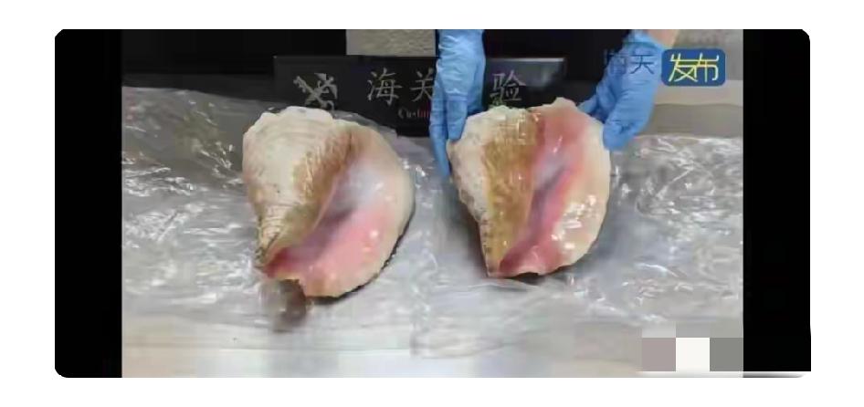 事发上海虹桥机场！海关发现异常，开箱后傻眼了：不予放行旅客出境携带两只女王凤
