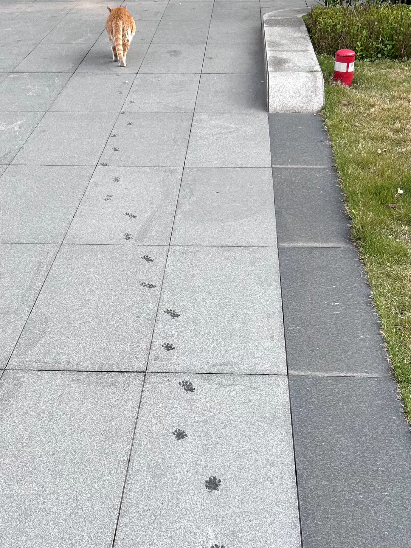 可爱爪爪短短野生喵中华田园猫​​​