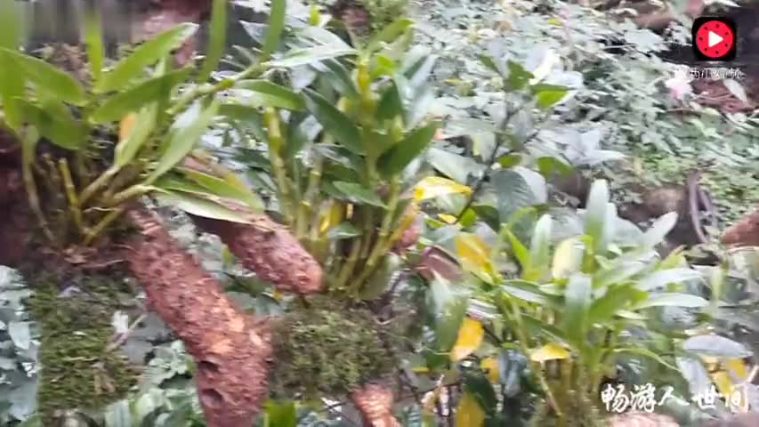 1746959934291786411.jpg?id=0