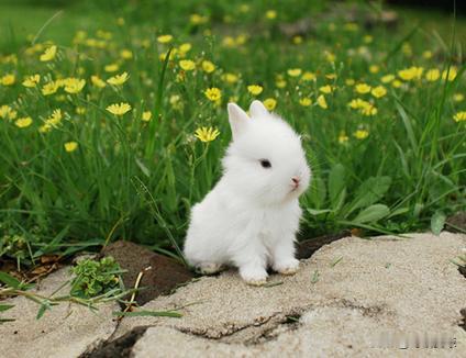 第一名🥇：生肖兔🐰生肖兔寒露一到：🐰🐰🐰🐰🐰🐰兔：愁云