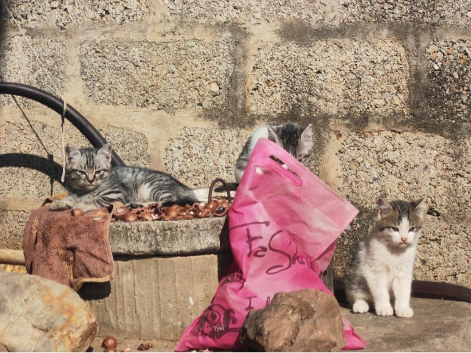 萌宠无忧无虑的小猫猫