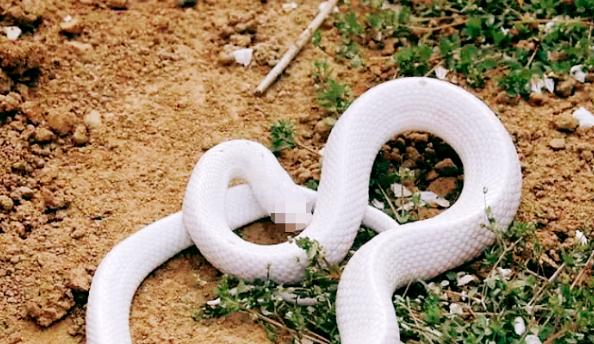 古时，一寡妇在田里干活的时候，突然一条蛇顺着田地钻进她袖子里！那天日头正毒，