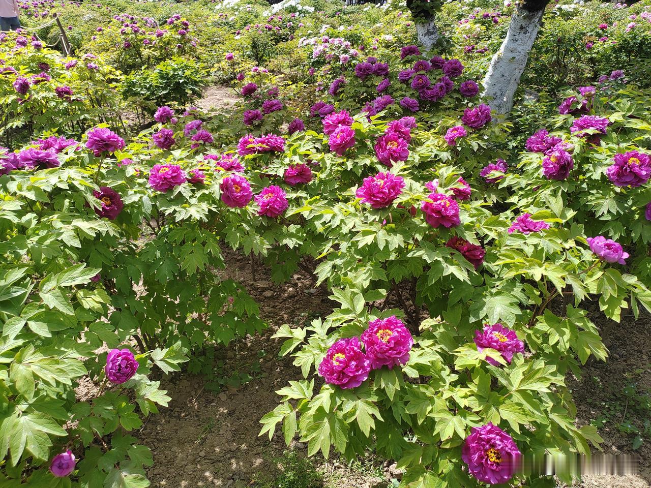 允许别人做别人，允许自己做自己。1.不跟人较劲——“允许别人做别人，允许自