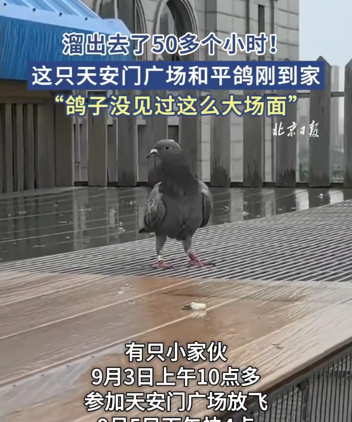 这只和平鸽出完公差，居然飞了50多小时才到家，要知道它家可是在石景山啊！网友问：