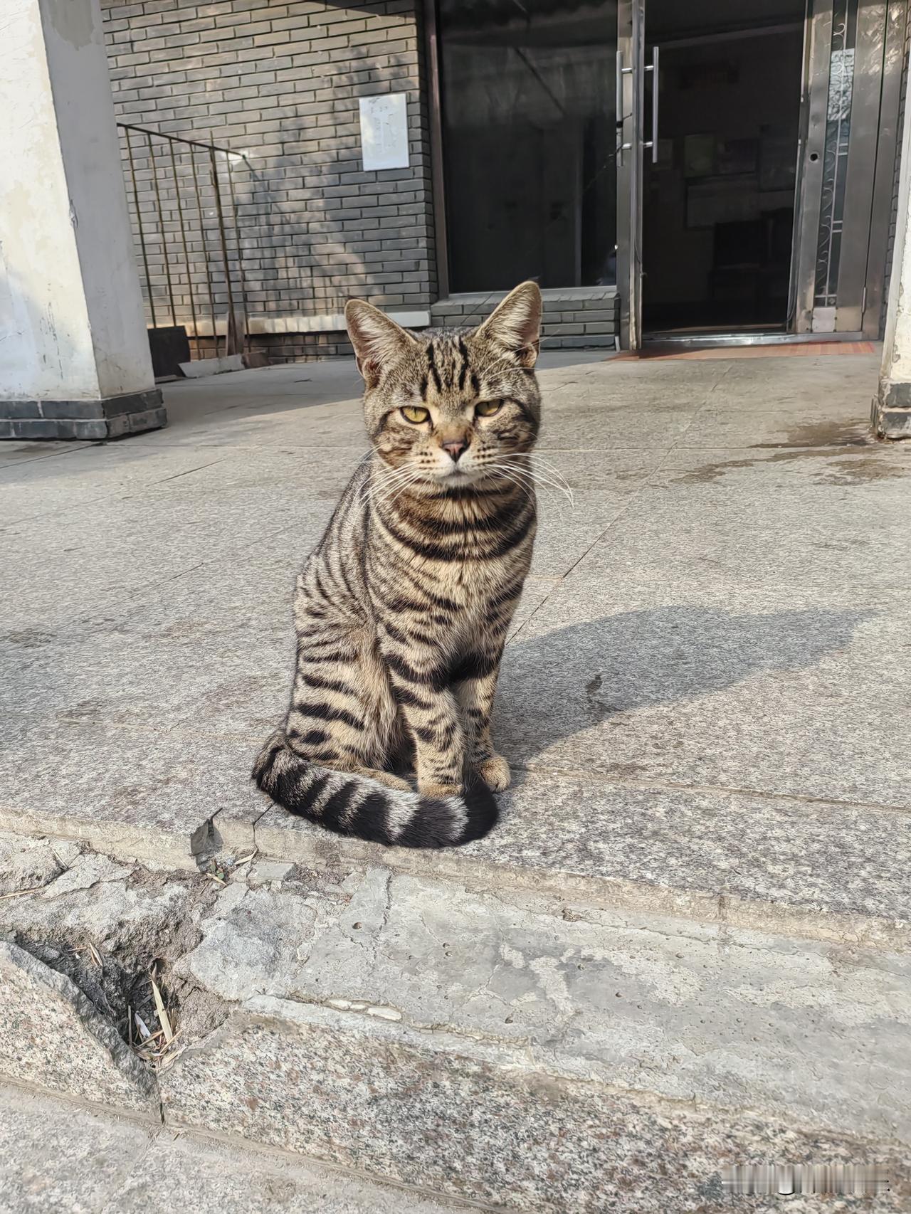 晒太阳的小猫咪。虽然是流浪猫但它却享受着更多人的关爱。