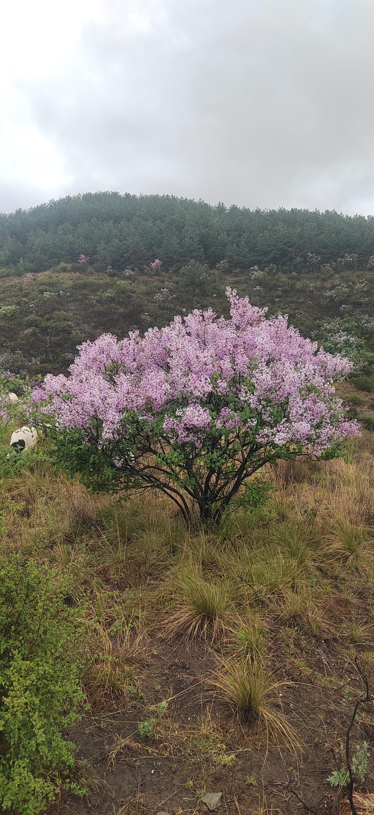 每一次上山都有新发现