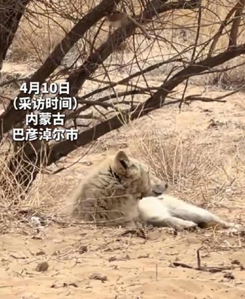 近期，内蒙古巴彦淖尔市。一只野生母狼怀孕了，在山上捕猎困难。母狼下了山，拖家带口