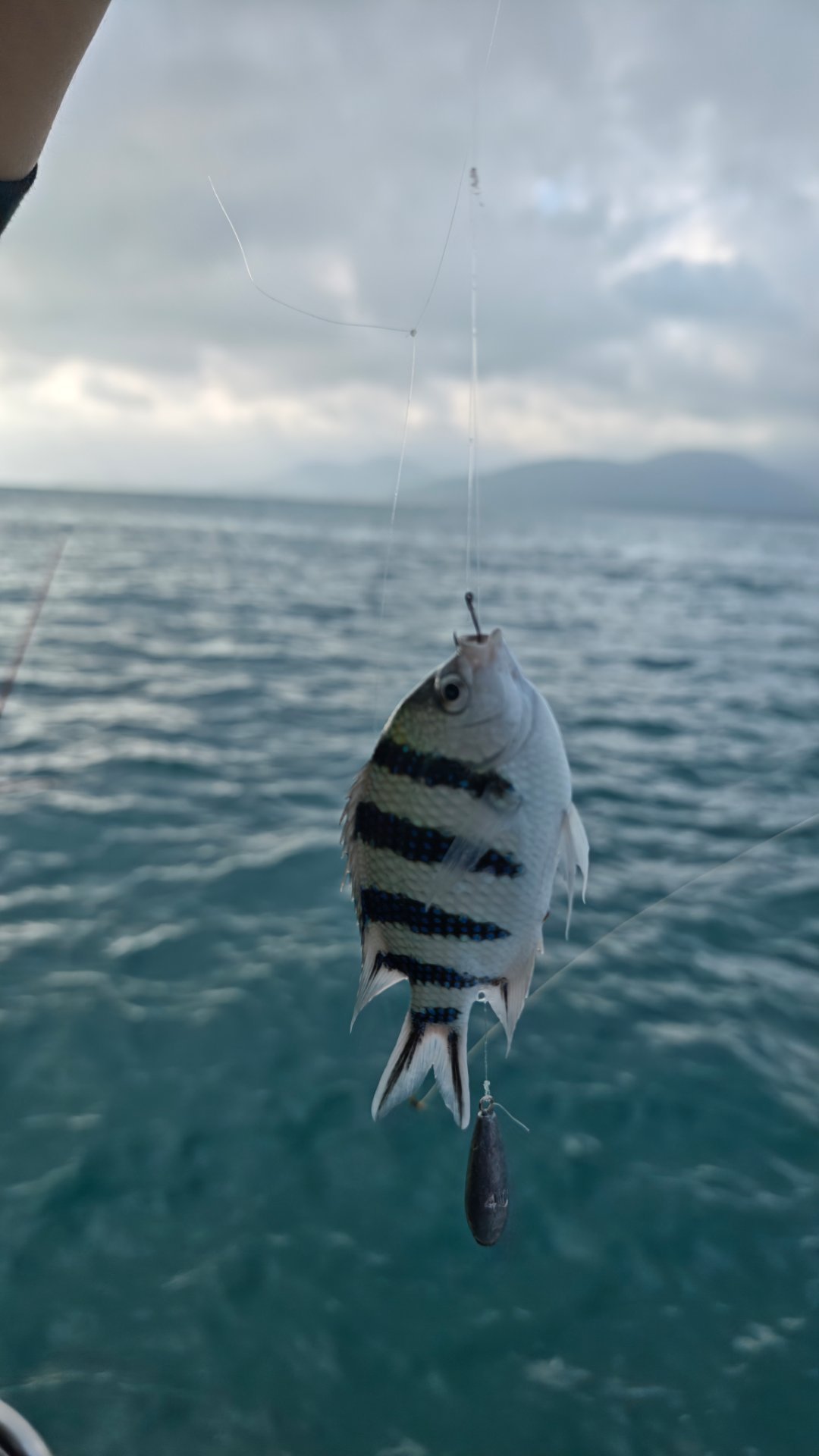 没有空军。人生第一次海钓。