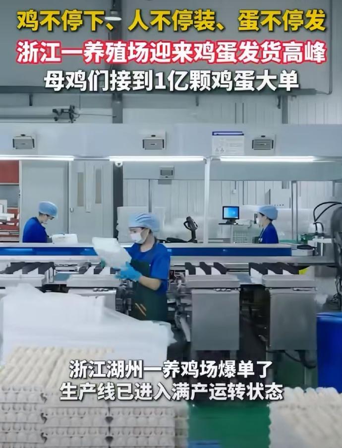 接到一亿枚鸡蛋订单！浙江一养殖场接到一亿枚的鸡蛋订单，母鸡们不停地下蛋，工