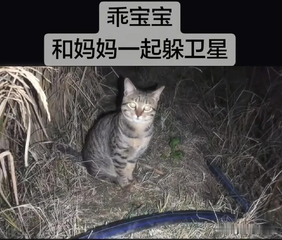 火箭落村年年放假，村民不慌反盼砸猪圈，前几天网上有个视频火了，一个女孩子带着她的