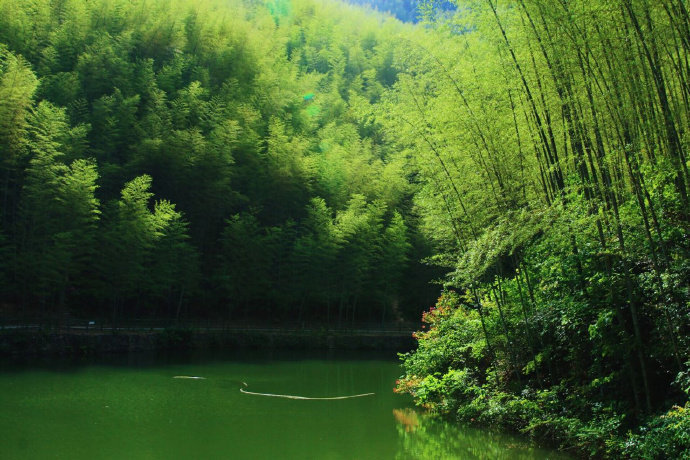 安徽木坑竹海，不要太美腻！