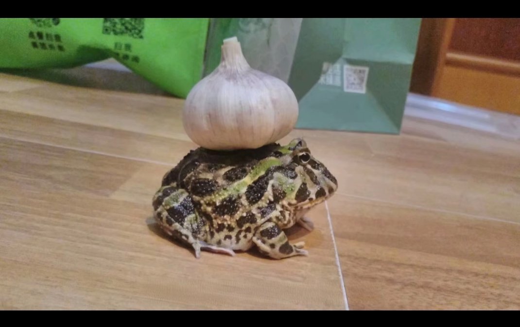 妙蛙种子​​​