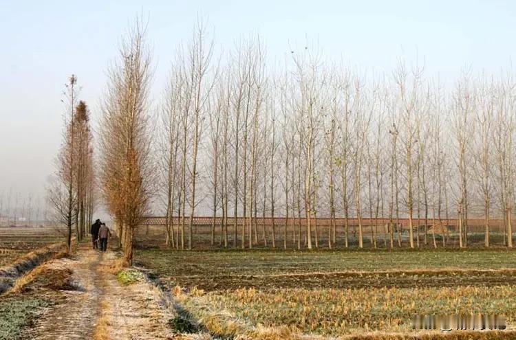 苏北农村郊外田野里，非常干净的空气，冬天树叶落完了。
