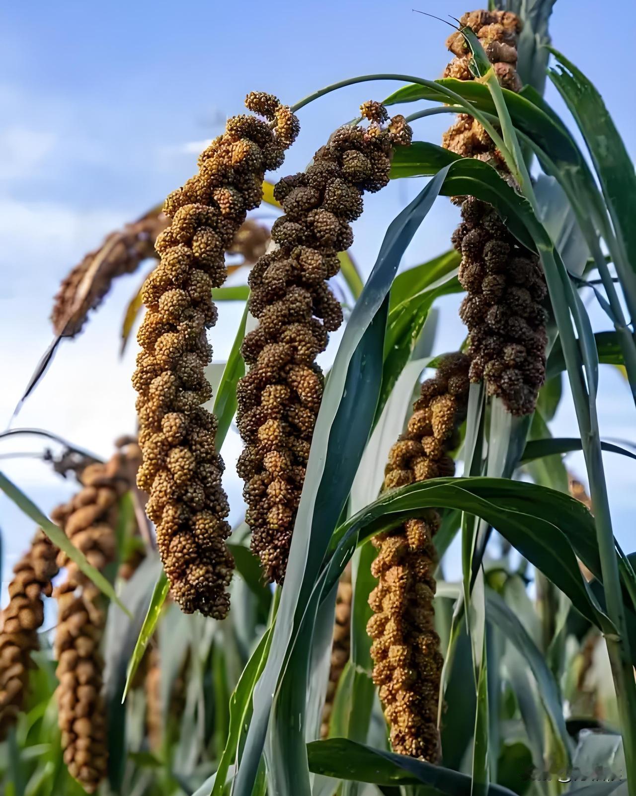 我爱小米，绝不仅仅它是一年生粮食作物，还因为小米种植越来越少，甚至少到与苞米.高