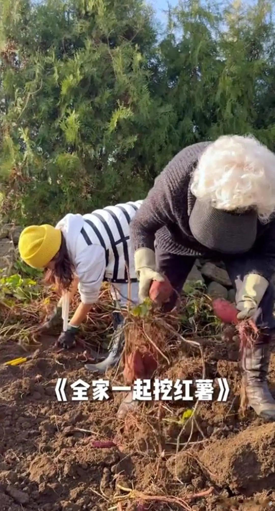 蔡琳别墅院子里农作物大丰收，用挖机挖红薯，田园生活太让人羡慕！