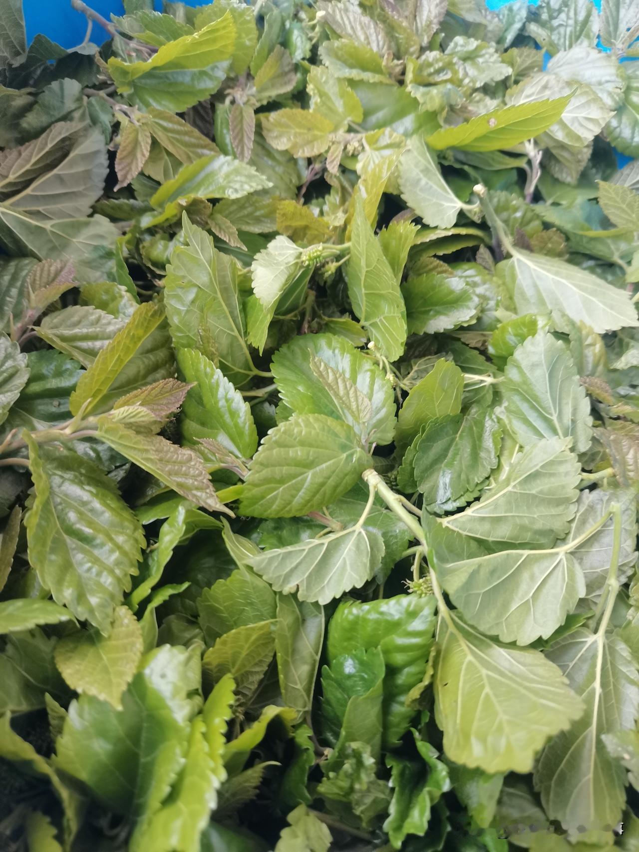 大家认识这是什么树叶吗？现在人除了电线杆子不吃，啥啥都吃！荠菜都喜欢吃，可是