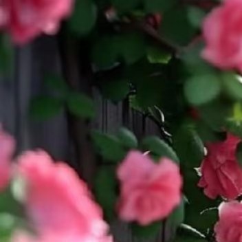 蔷薇的种植：1、种植方法种植蔷薇花可以采用播种的方法，蔷薇花的最佳播种时间是在每