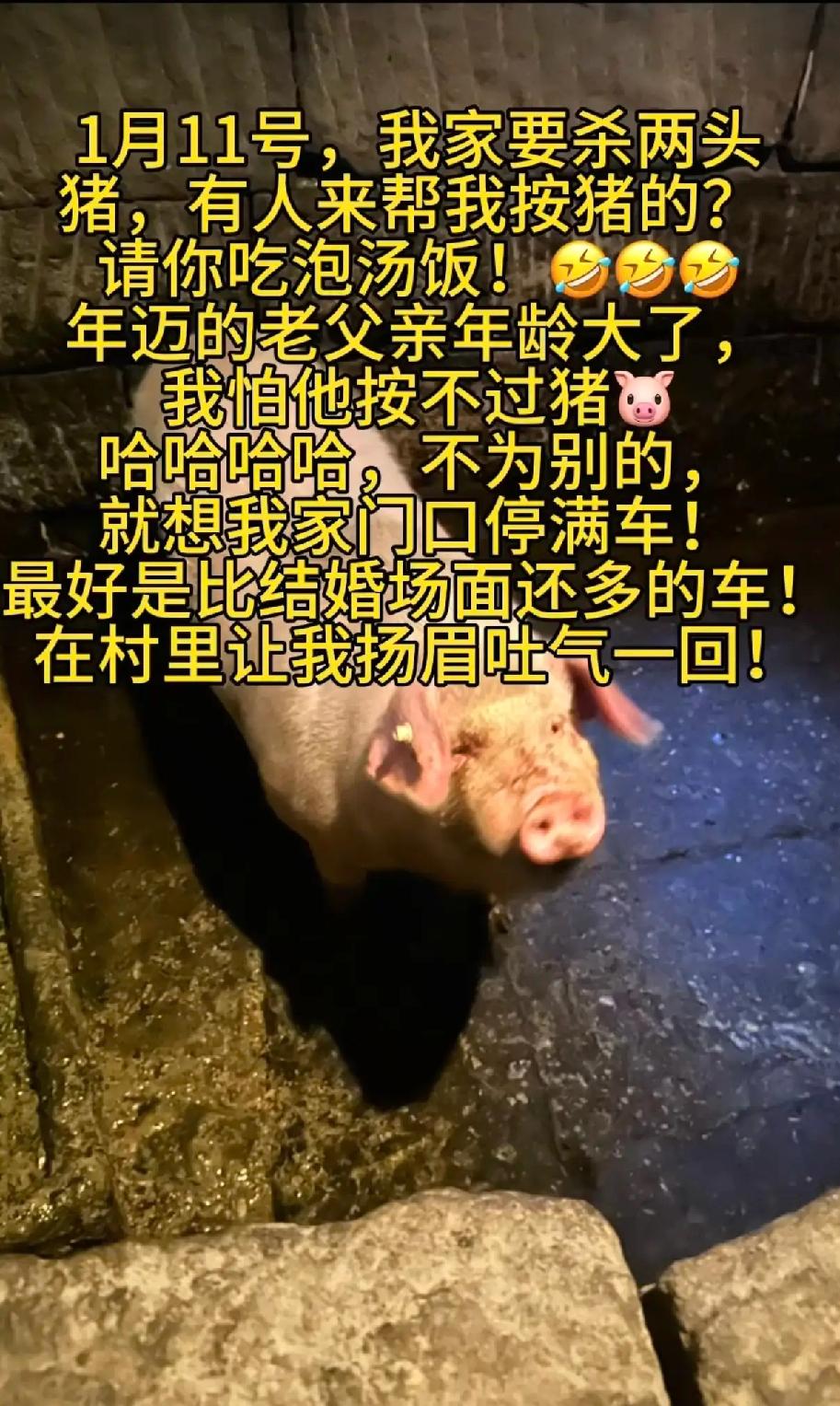 两头猪杀出个“江湖”杀猪也要发抖音求助？重庆姑娘这招绝了！老父亲年纪大按不住