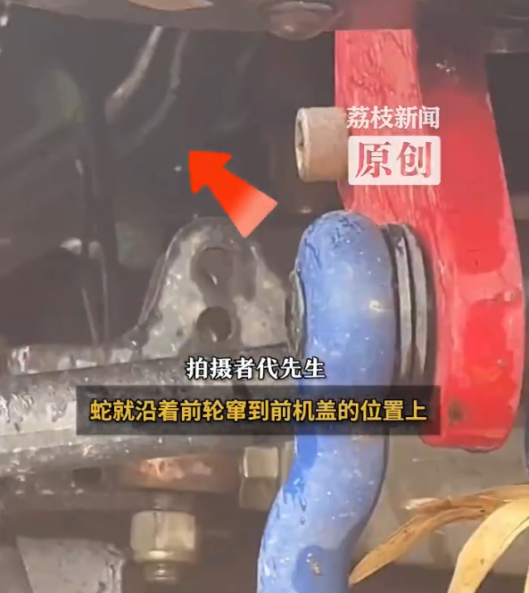 “太刺激了！”西藏，一司机开车途中，一条近4米长的眼镜王蛇突然横穿马路，吓得司机