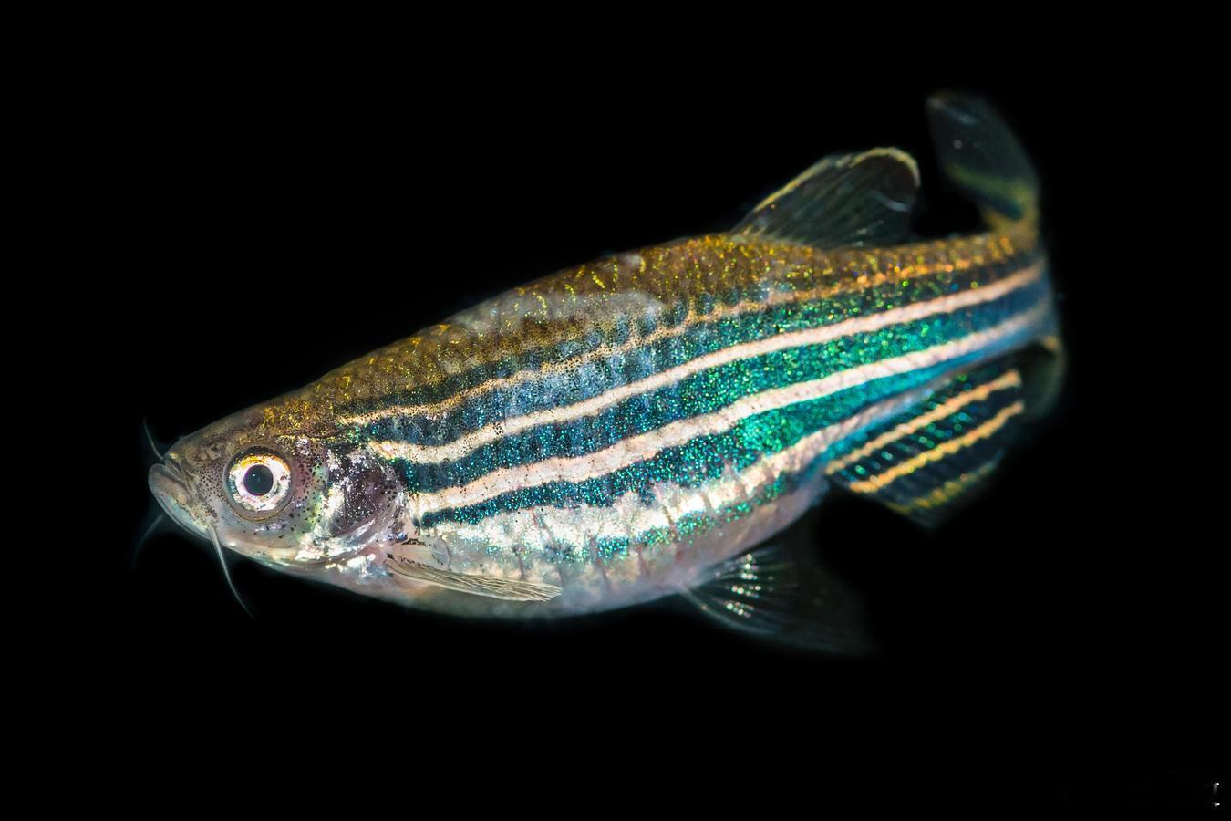 用基因改造生物净化环境基因改造鱼和果蝇净化汞污染科学家运用基因改造，创造出了能解