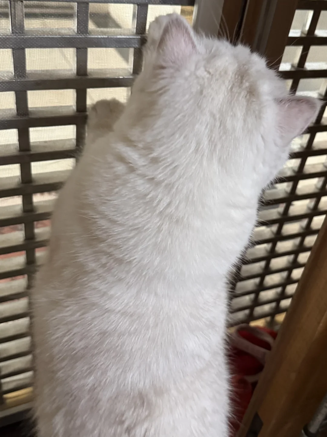 答应了小猫又做不到小猫真的会伤心😢
