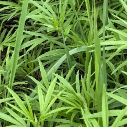 2100荔枝草的种植方法春季3‑4月播种，选用疏松透气的沙壤土，翻土整平，施加腐