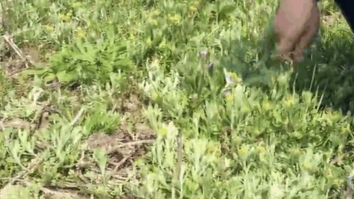 17476736678770653589.jpg?id=0