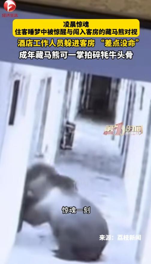 “太吓人了！”7月4日，西藏那曲，一家酒店内前台正在上夜班，突然间一个熊影窜了进