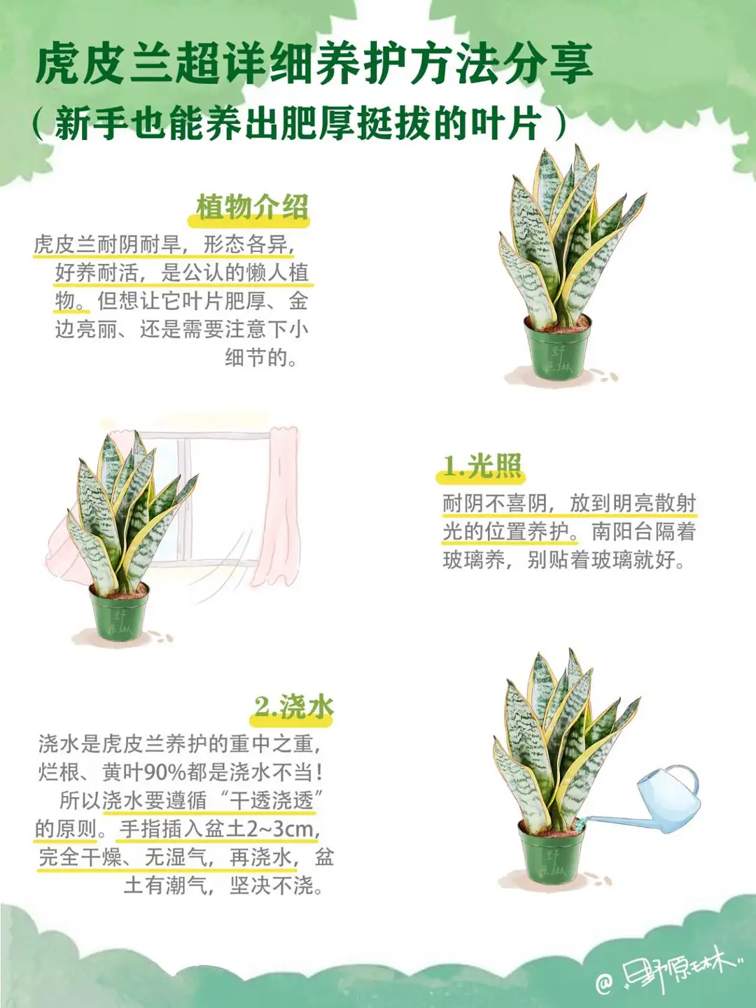 虎皮兰养护方法分享