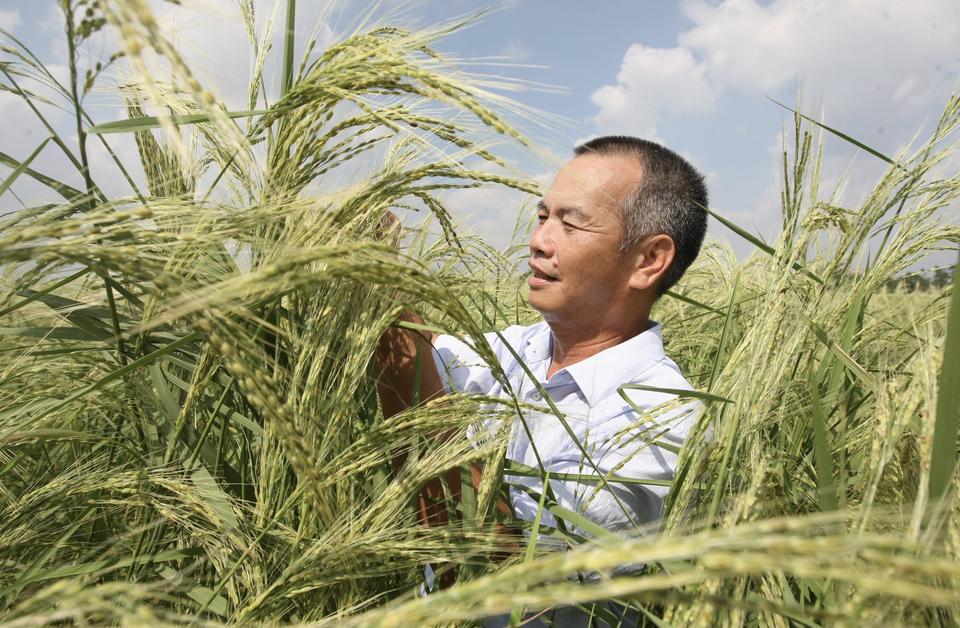 盐碱地产出的“海水稻”，明明口感难吃，还越种越多，为何国家要大力发展它呢？其实原