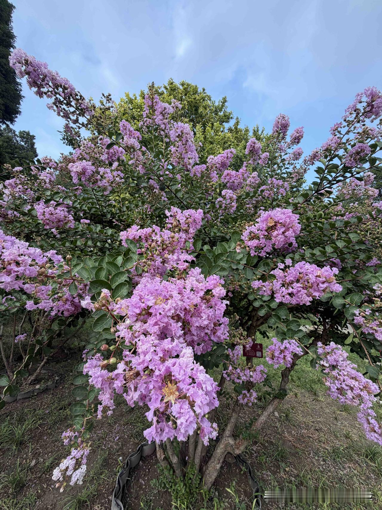 紫薇、木槿、荷花。。。走在开满鲜花的路上随手拍