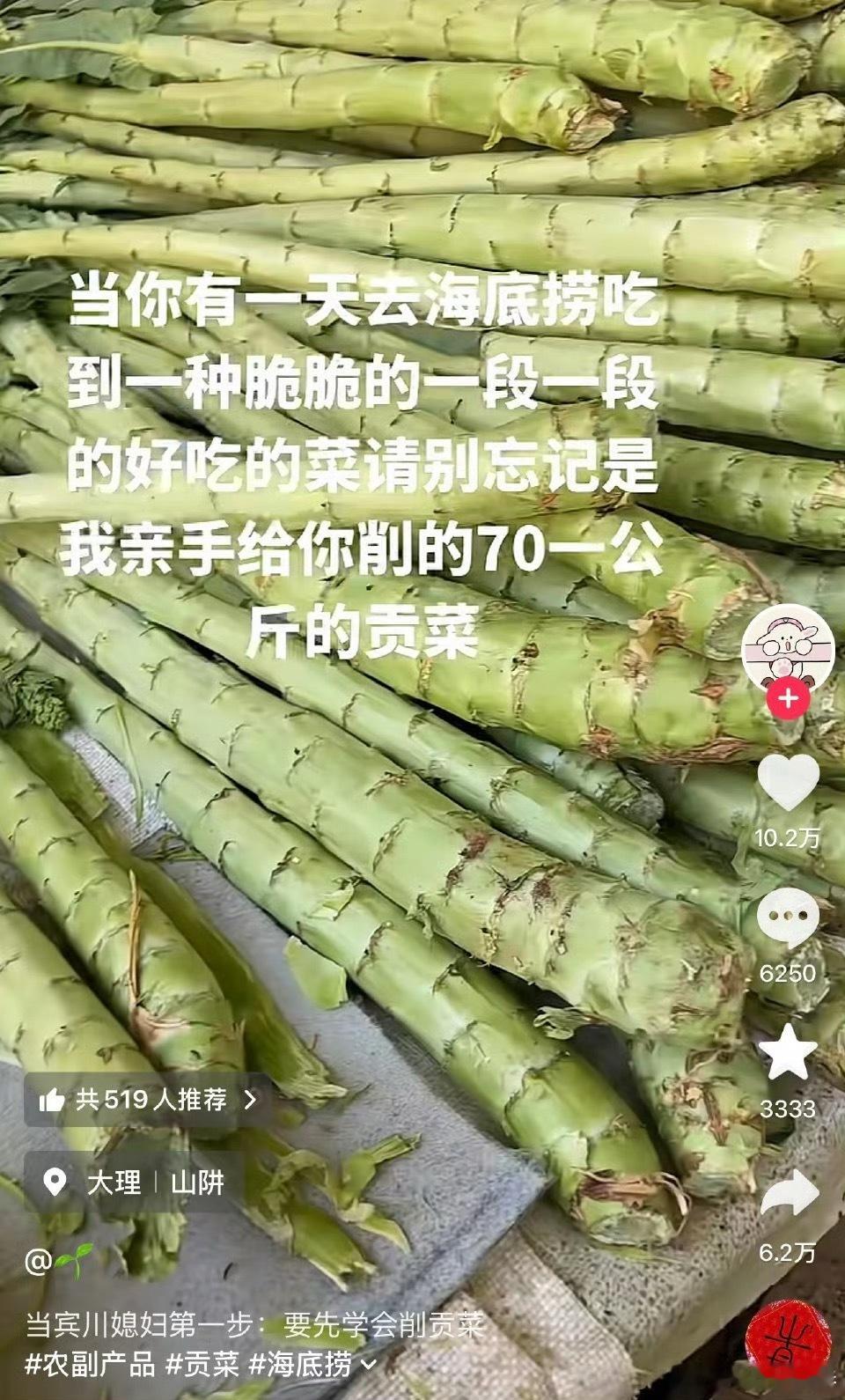 贡菜是莴笋它的叶子还是油麦菜，老莴家满门忠烈