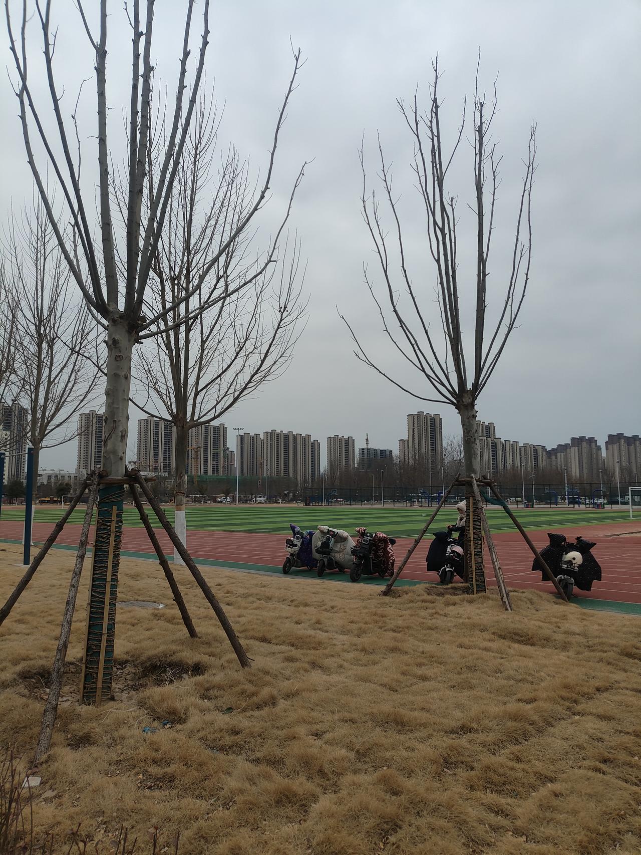 天南地北大拜年