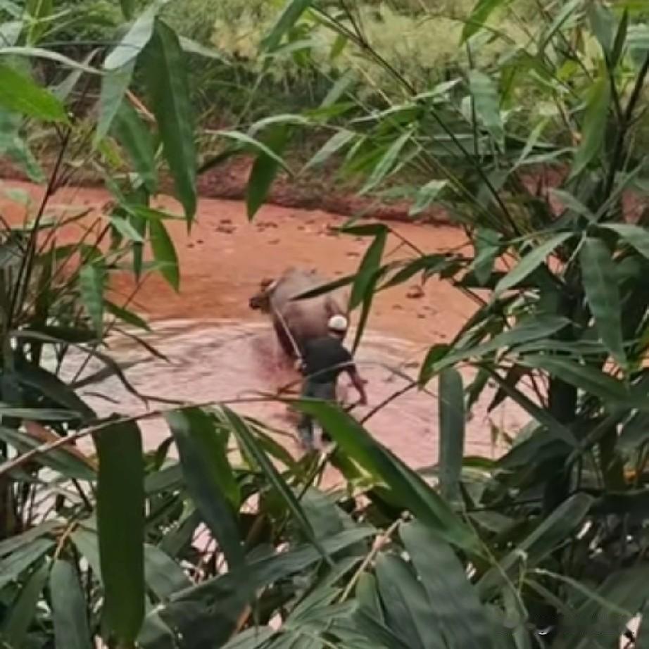 80后的我们，如果有天回老家，不知道还会不会种菜种粮食？很多年没有看到过牛犁田