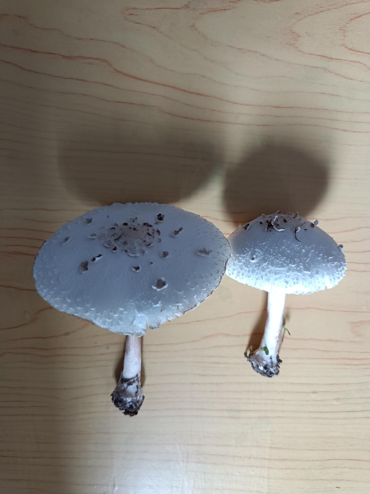 夏日生活随记今天老公出去散步，兴高采烈的带回来了两个蘑菇，他问我这个蘑菇能不能吃