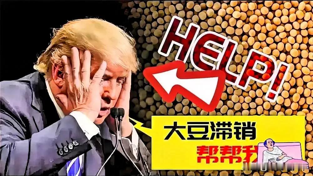 快报！快报！特朗普，如果中国不进口美国的大豆，那就放宽对中国的稀