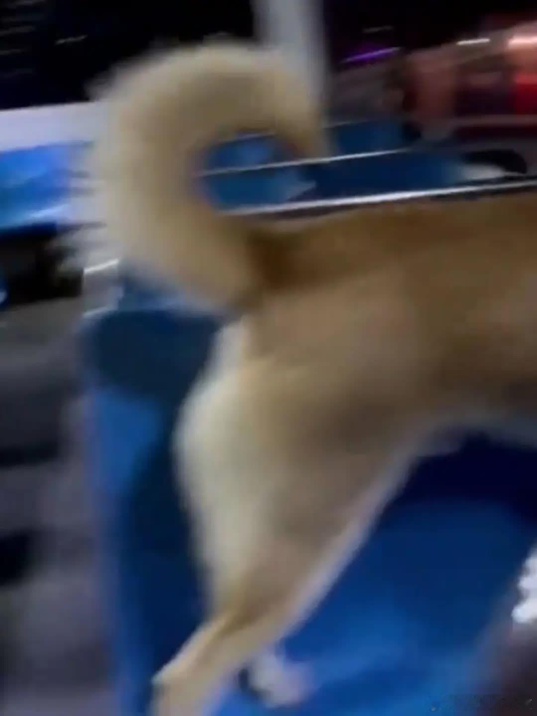 这世界本就有它们的一份～萌宠宠物