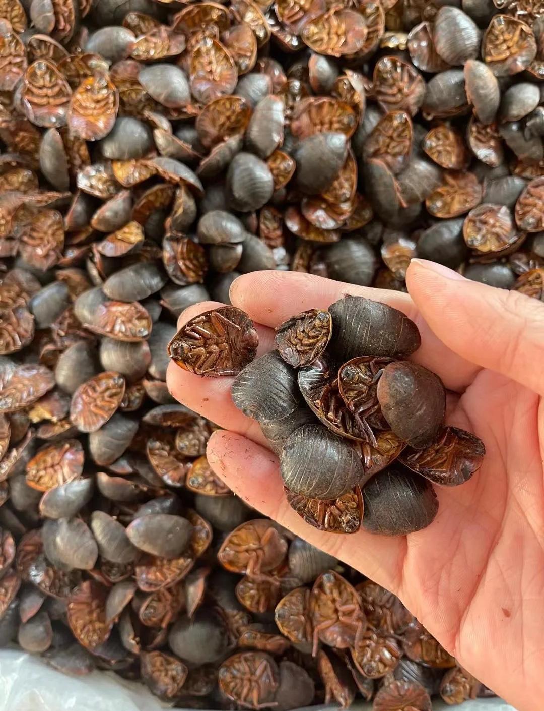 有种奇丑无比的小虫，是治类风湿的良药。土鳖虫这个药，很多人看到都会吓一跳——