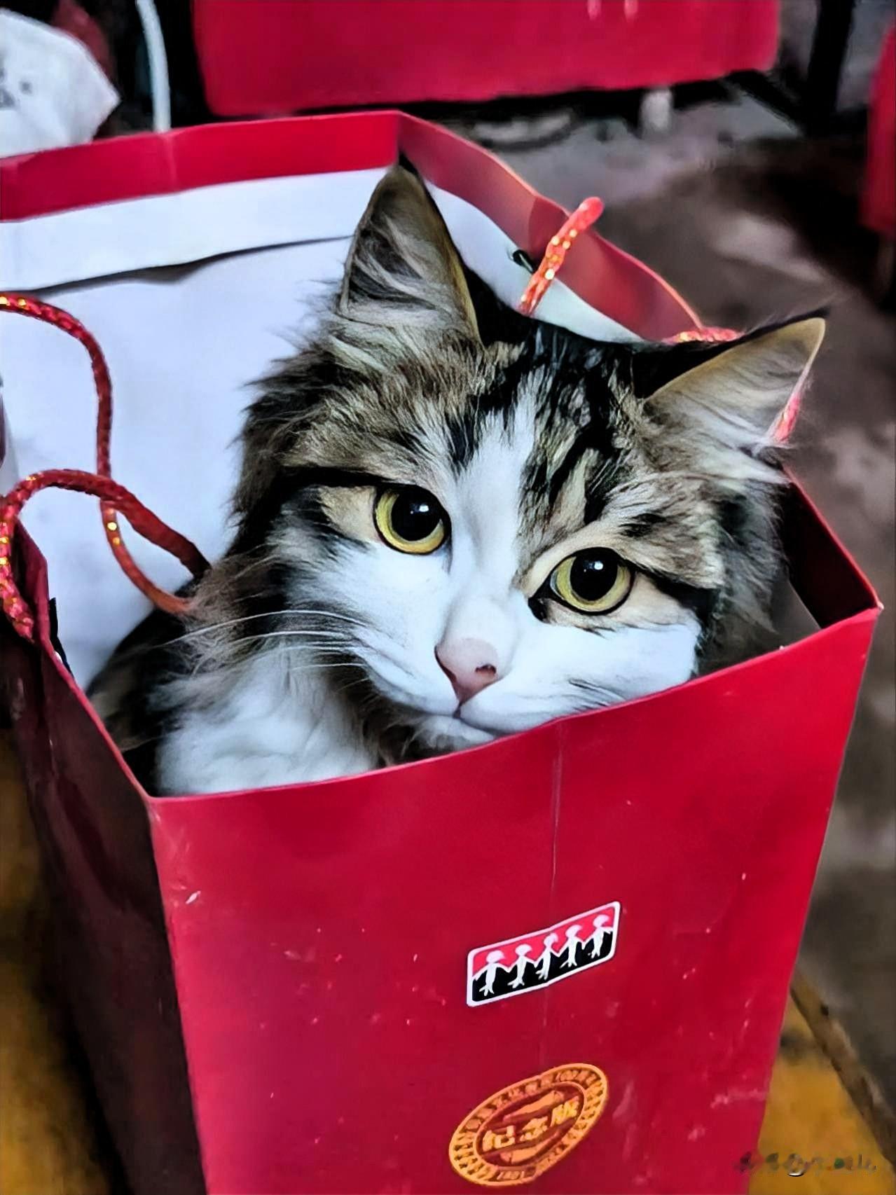 萌猫钻进礼品袋太可爱了谁懂啊！家里的小猫咪居然钻进红色礼品袋里，圆溜溜的大眼睛