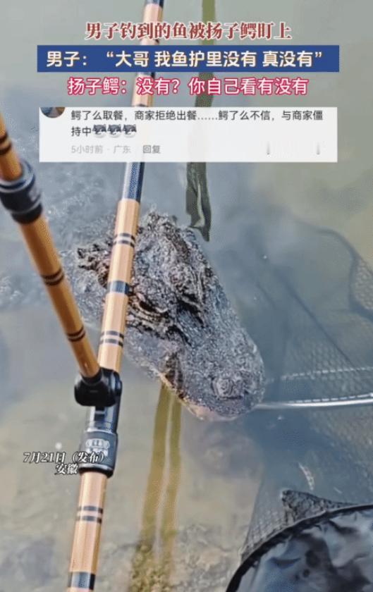 “钓鱼佬最后的尊严！”安徽，男子没想到，他钓到的鱼被扬子鳄“盯上”，他喊:“大